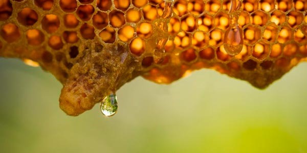 Productos naturales derivados de las abejas y su relación con nuestra salud