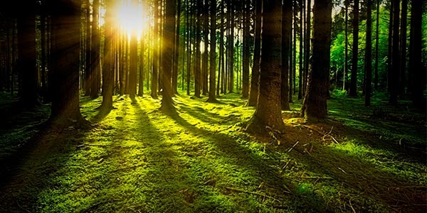 21 de marzo: Día Internacional de los Bosques: ¡Aprender a amar el bosque!