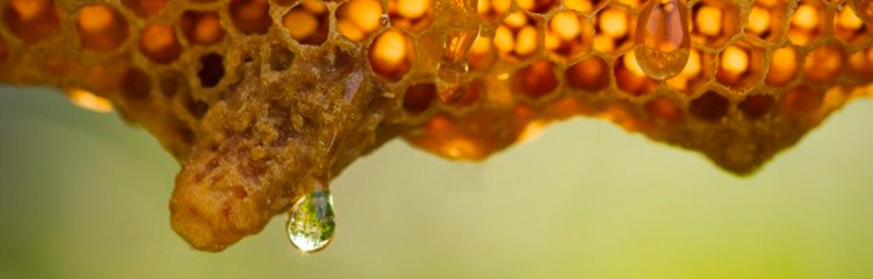 Productos naturales derivados de las abejas y su relación con nuestra salud